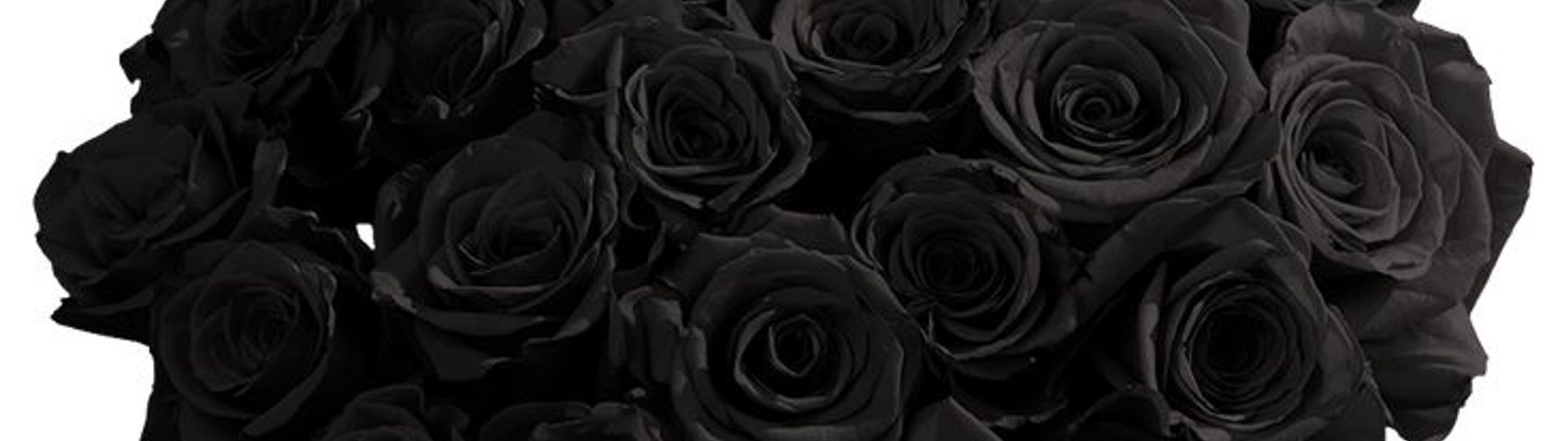 Profile Banner