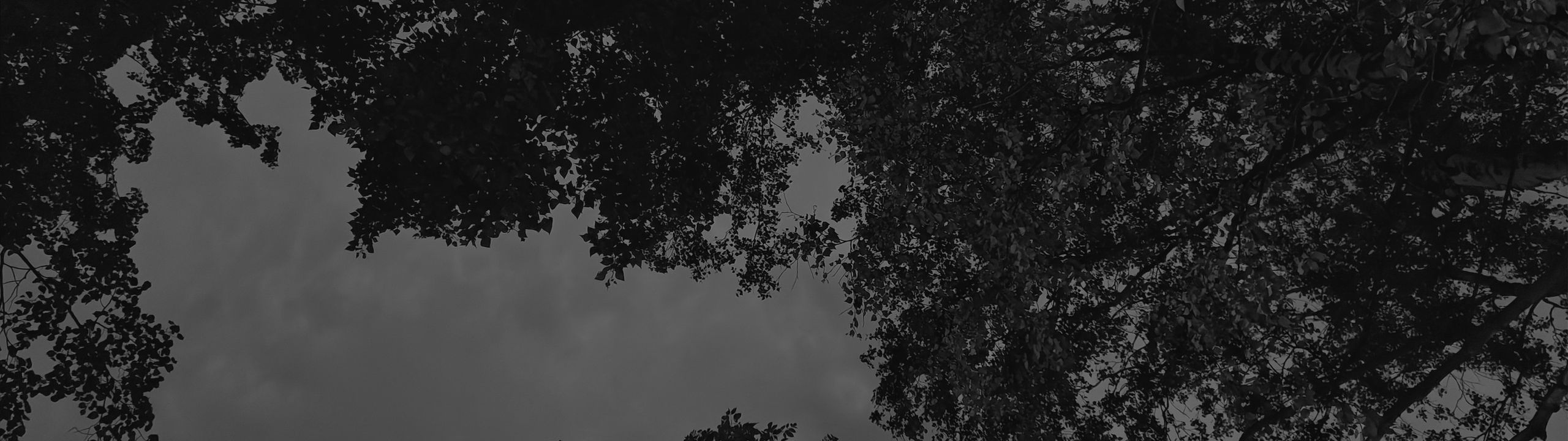 Profile Banner