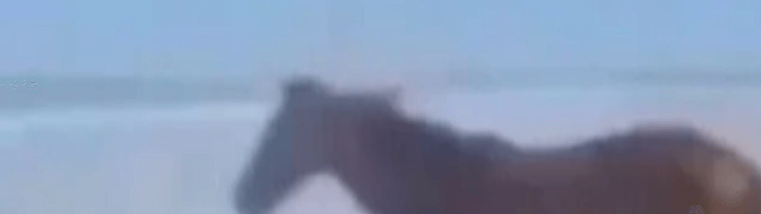 Profile Banner
