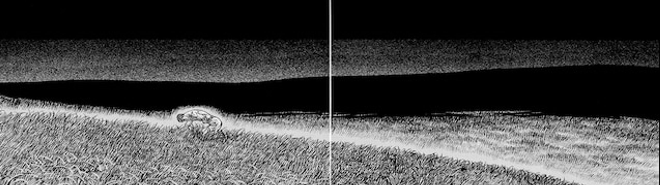 Profile Banner