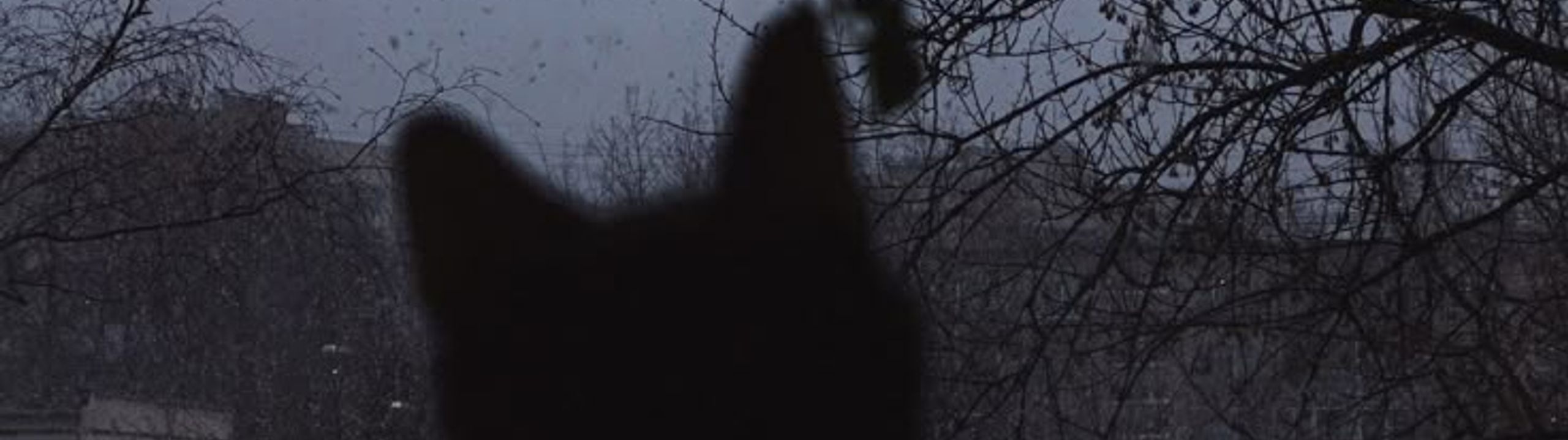 Profile Banner