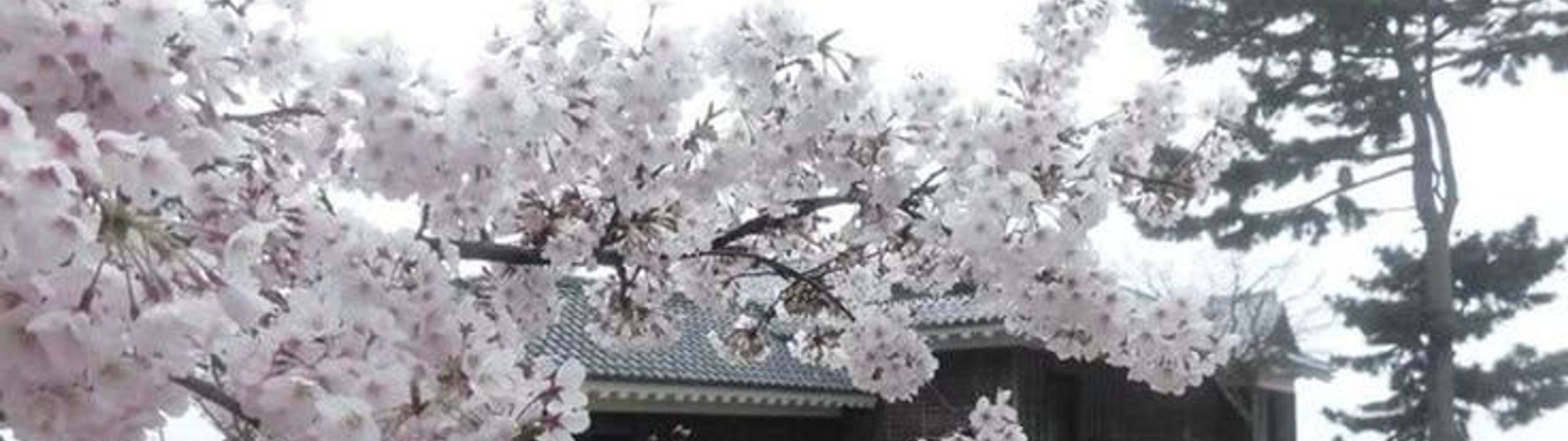 Profile Banner