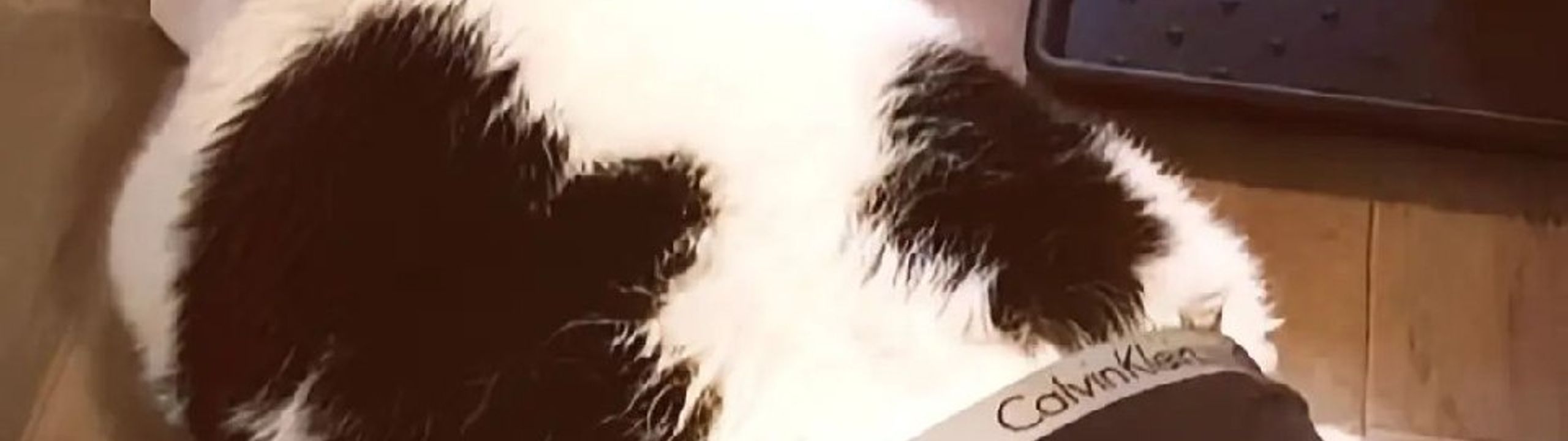 Profile Banner
