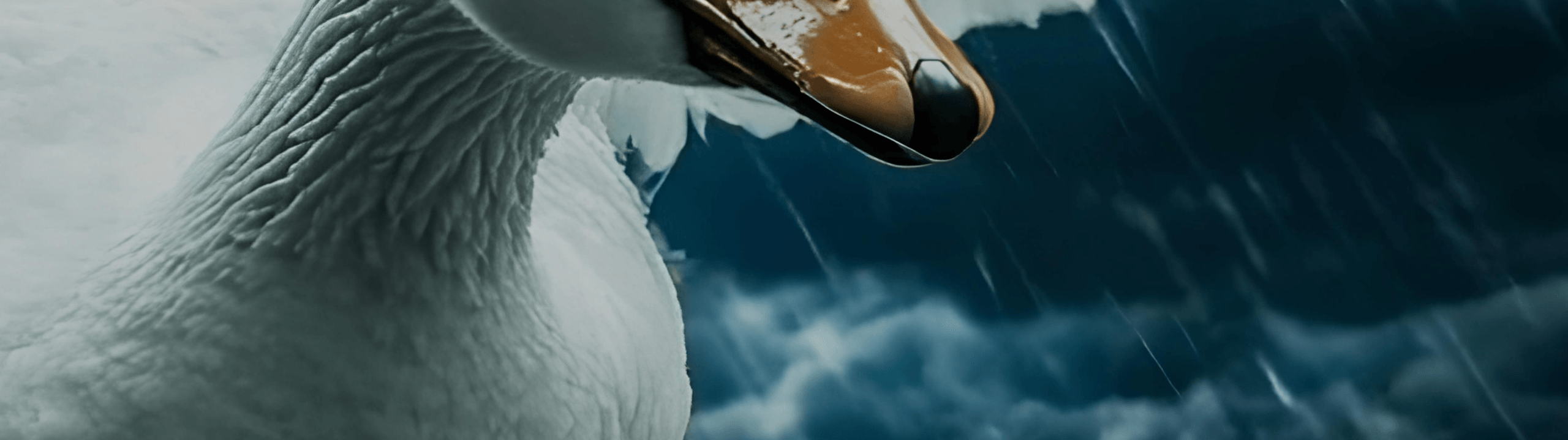Profile Banner