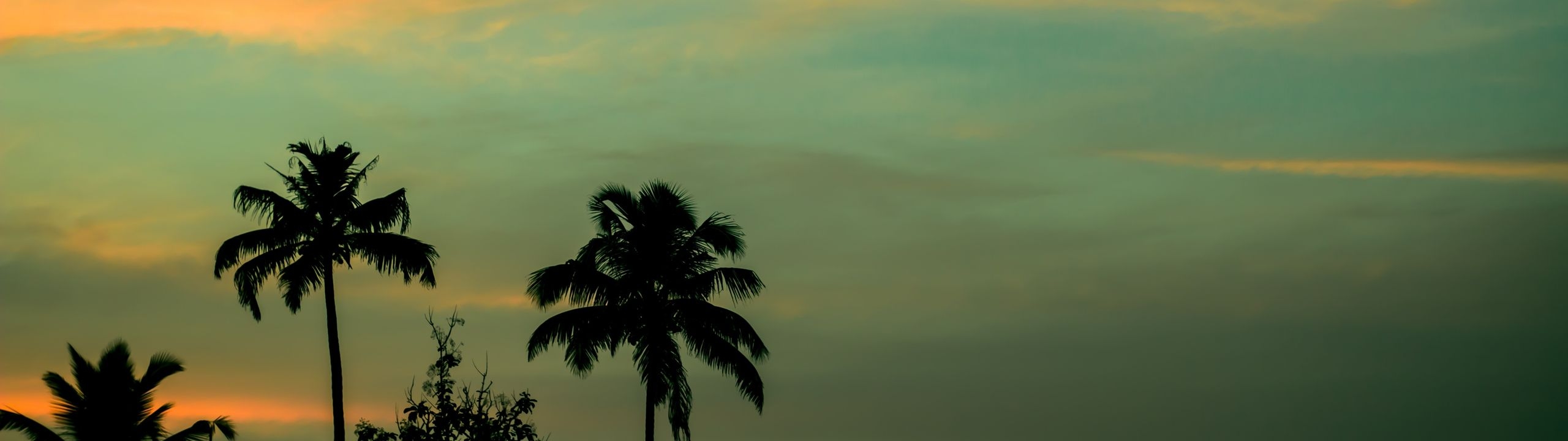Profile Banner