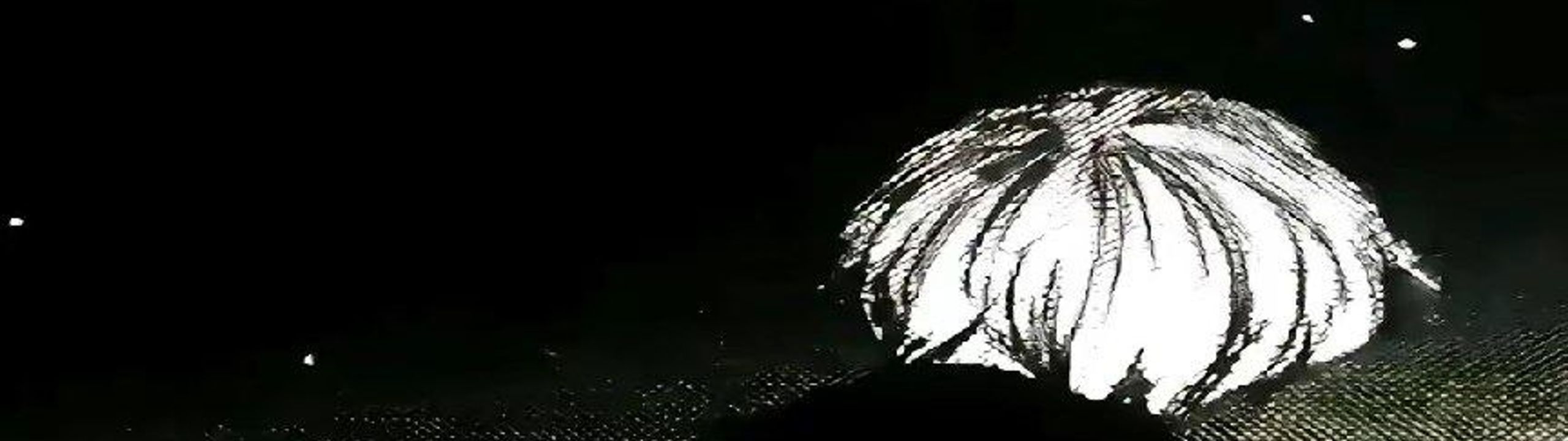 Profile Banner