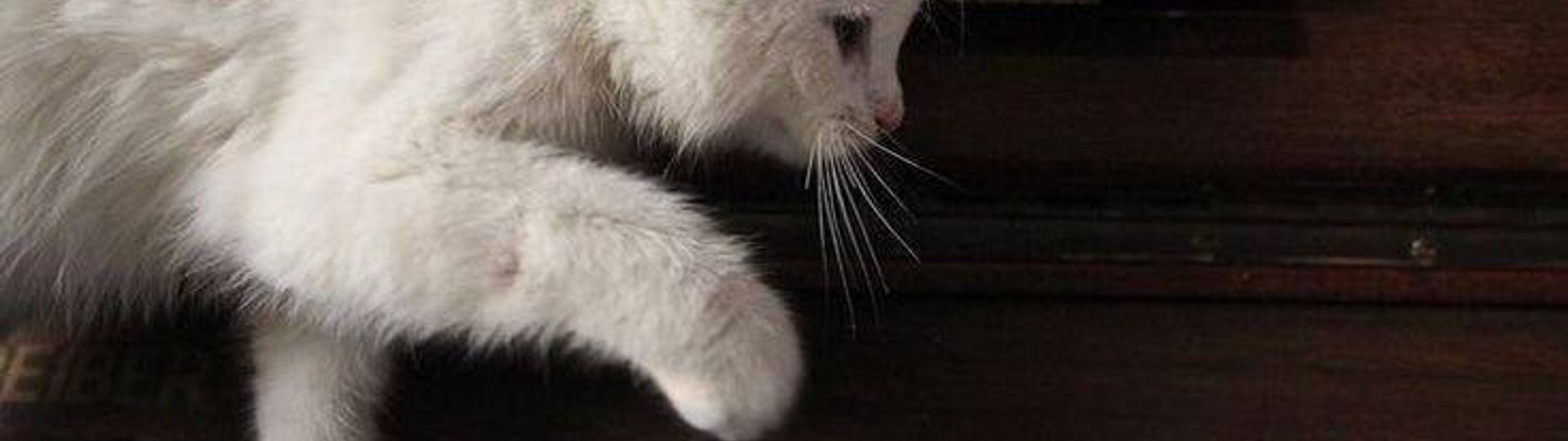 Profile Banner