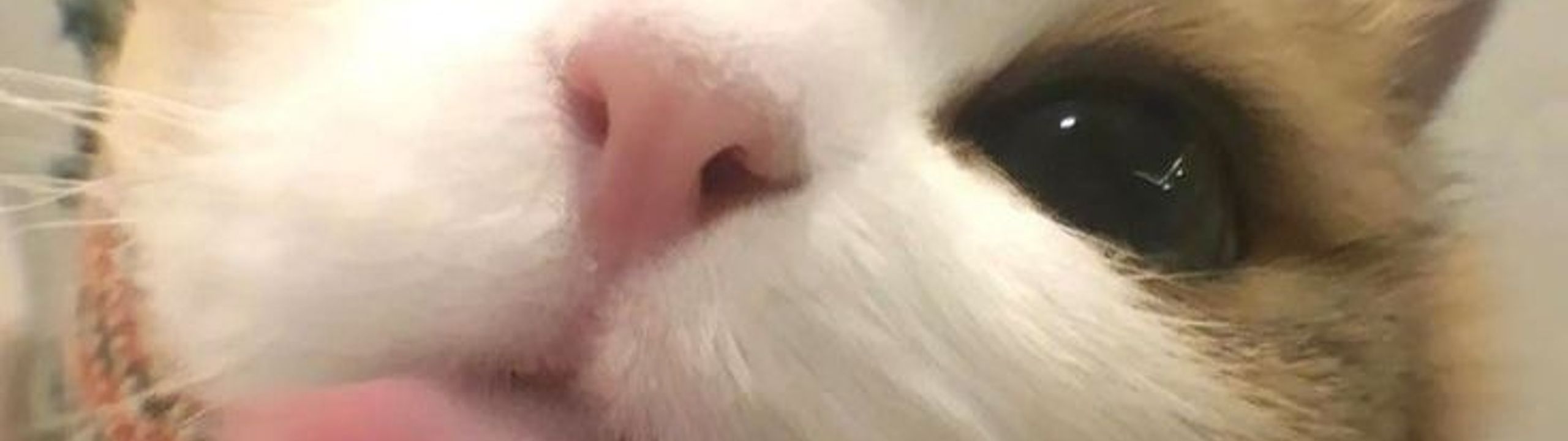 Profile Banner