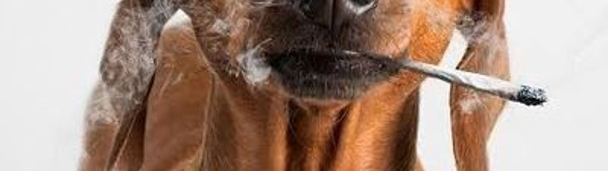 Profile Banner