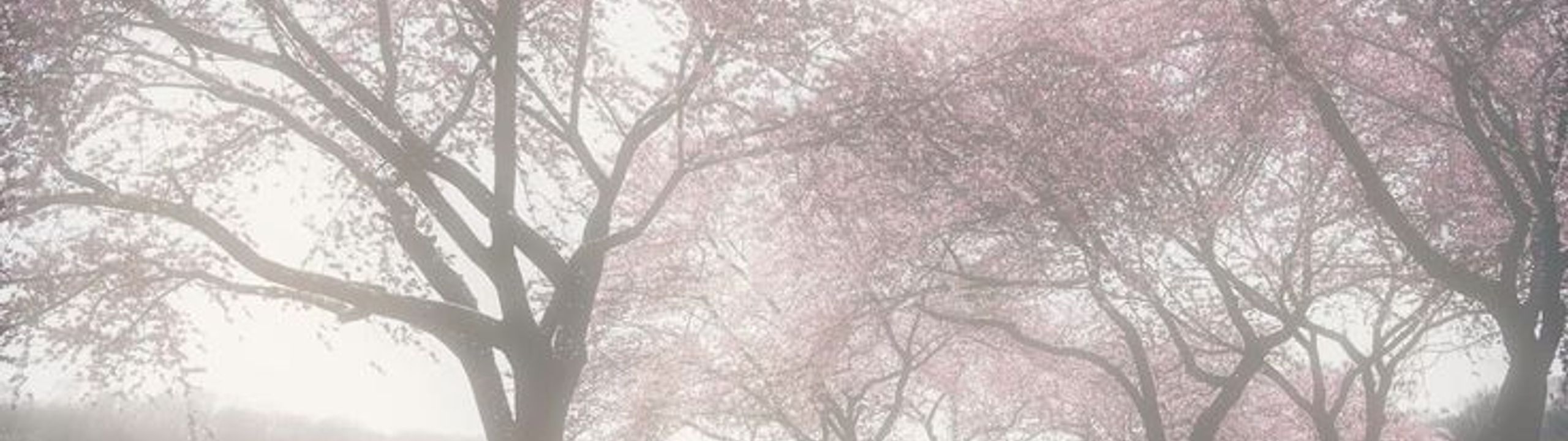 Profile Banner