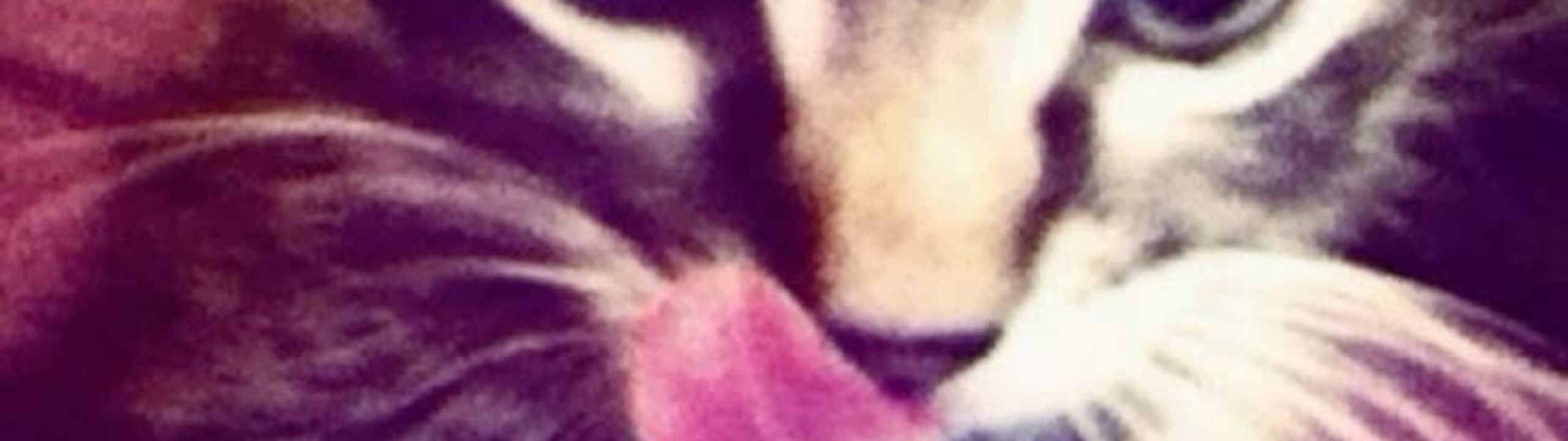 Profile Banner