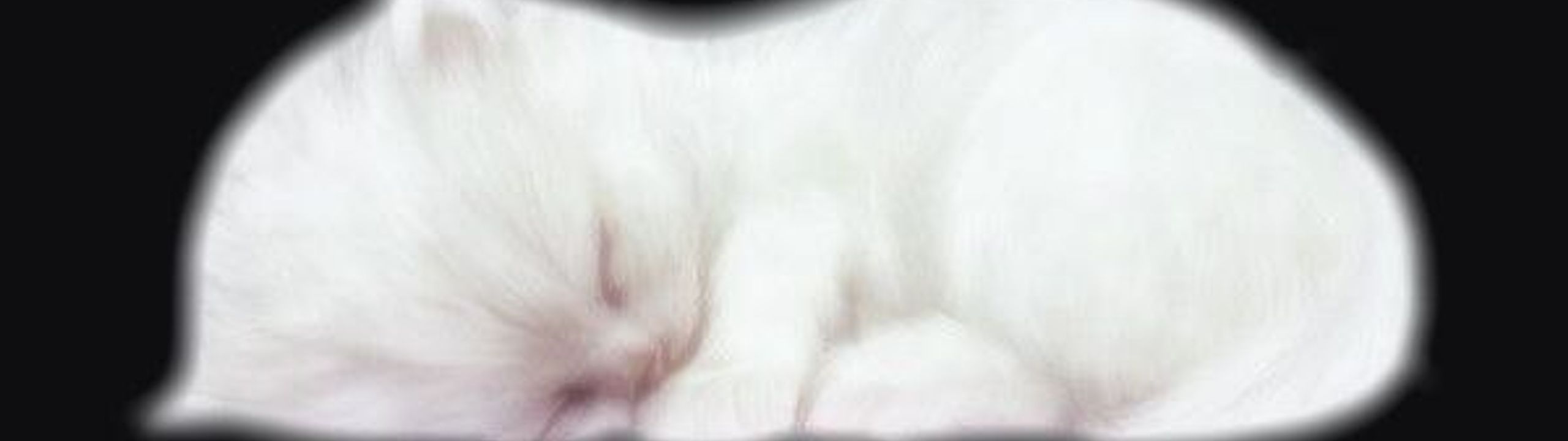Profile Banner