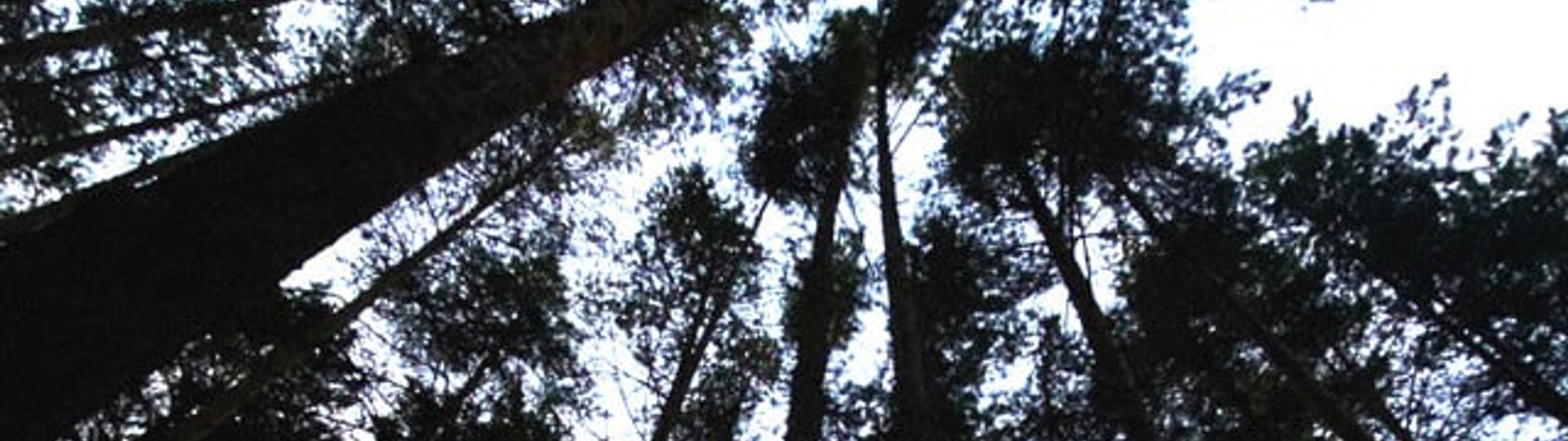 Profile Banner