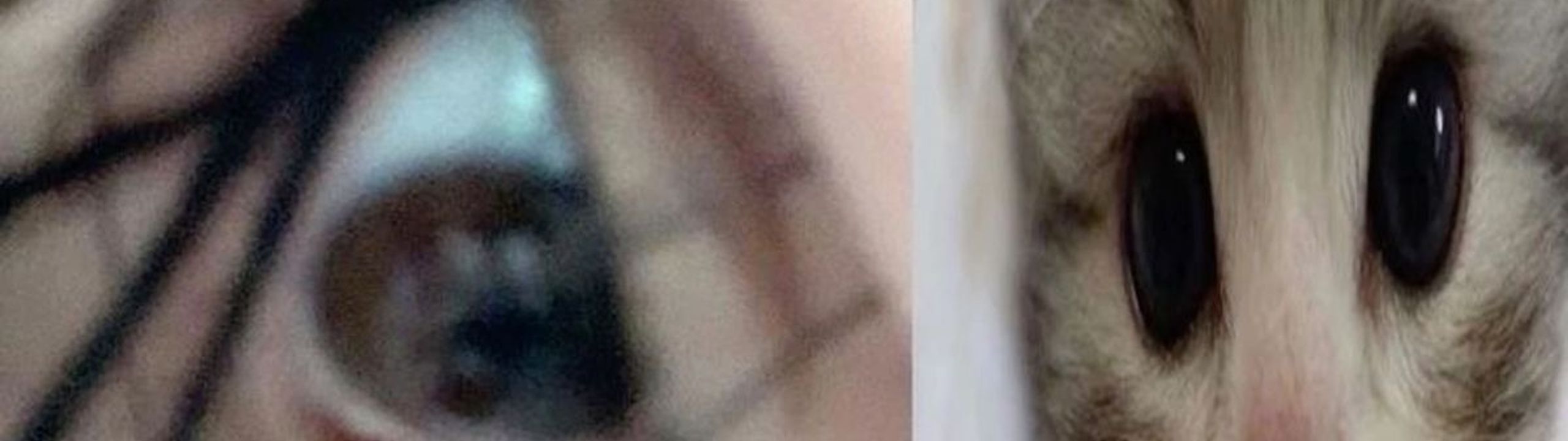 Profile Banner