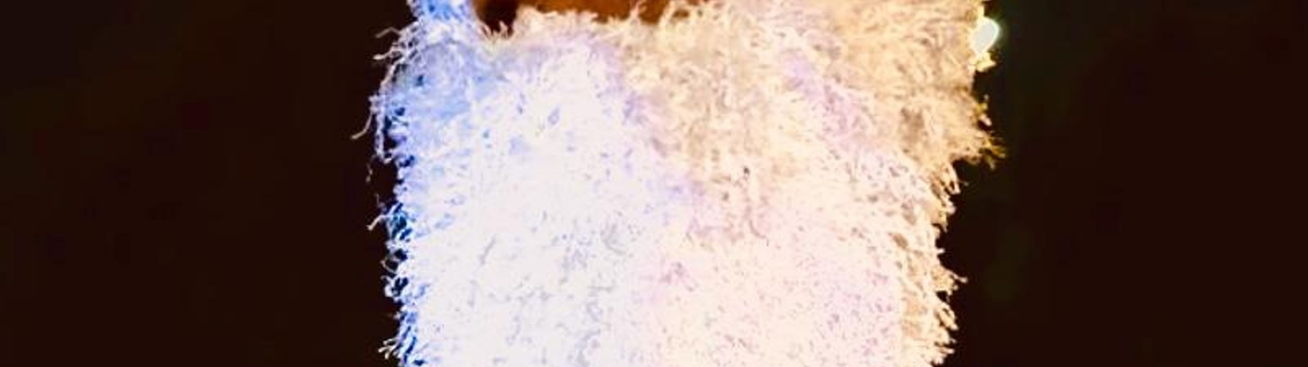 Profile Banner