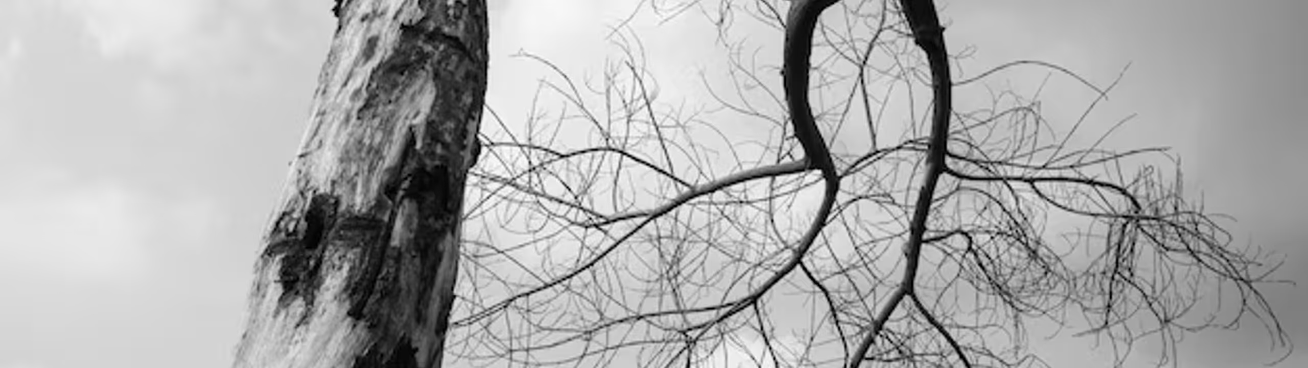 Profile Banner
