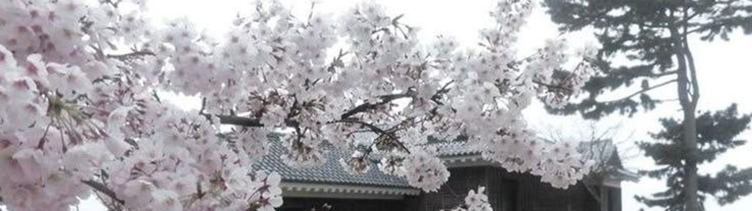 Profile Banner