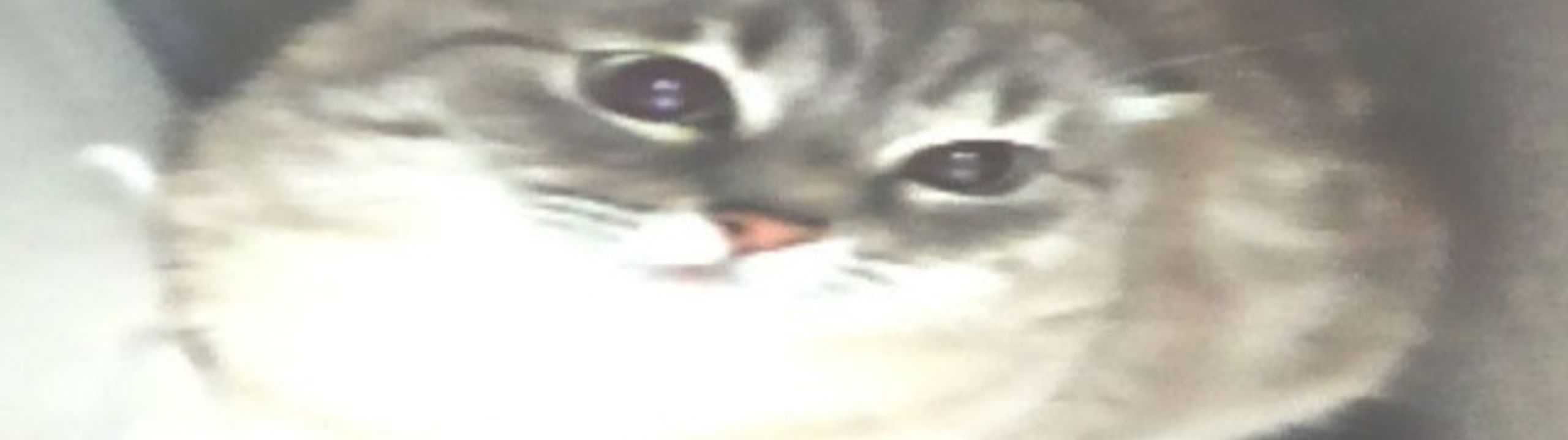 Profile Banner