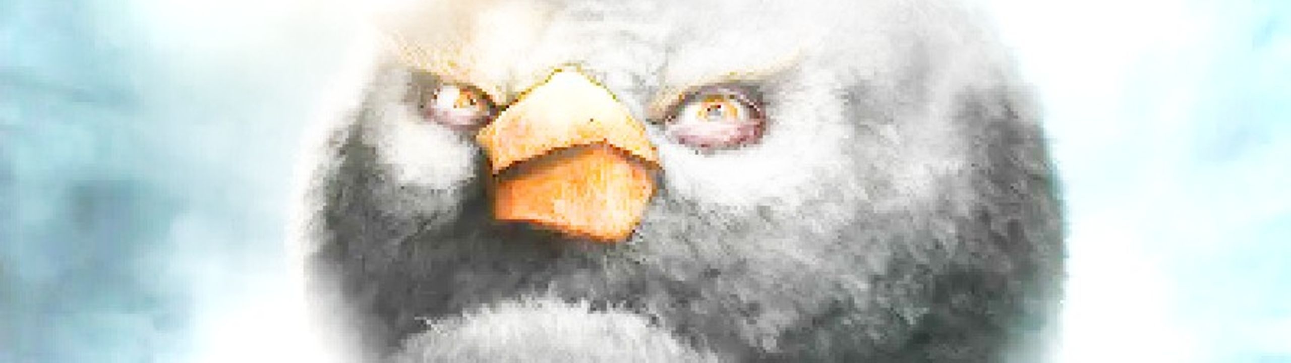 Profile Banner
