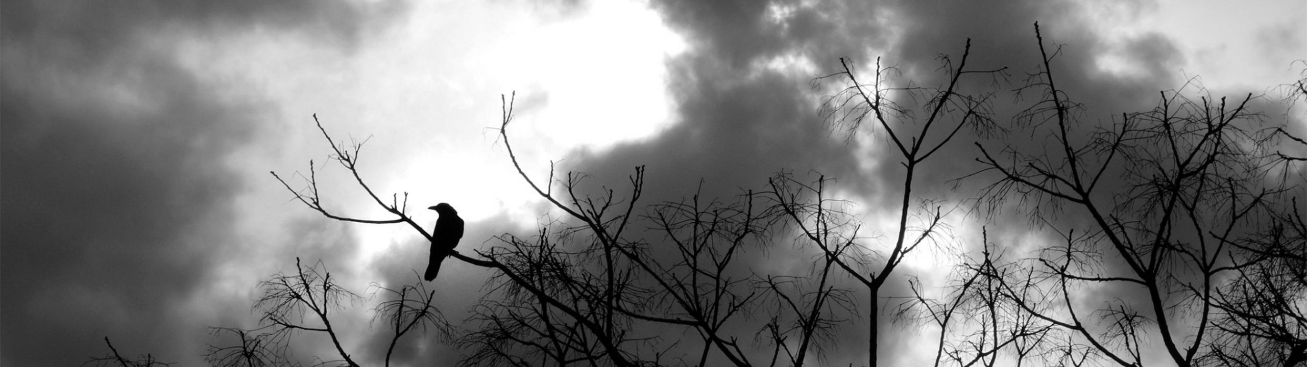 Profile Banner