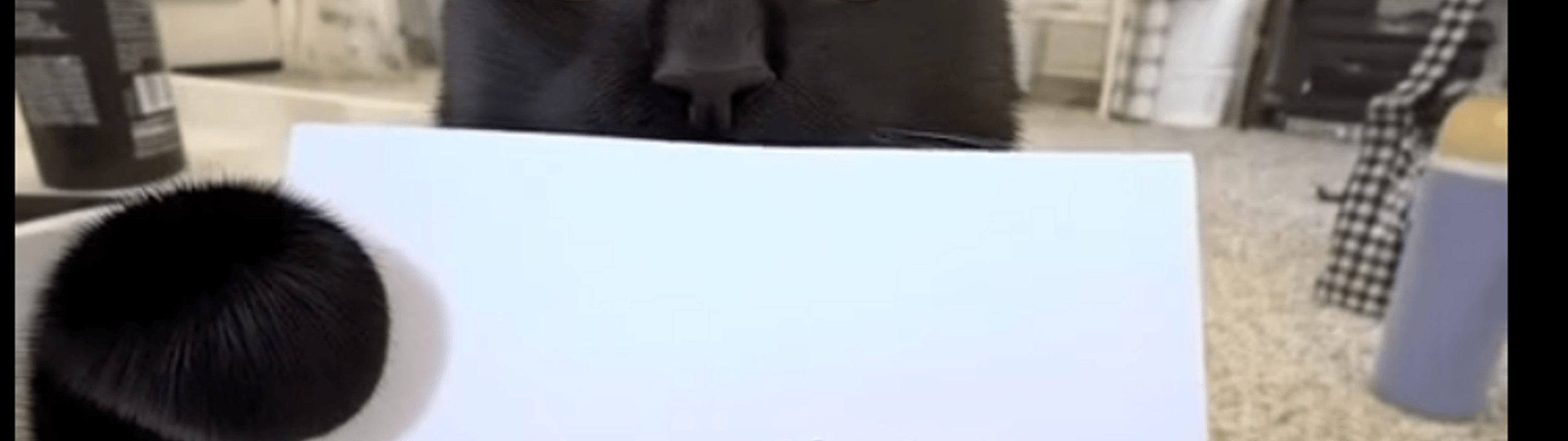 Profile Banner