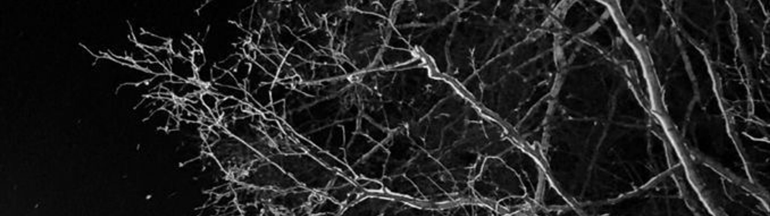 Profile Banner