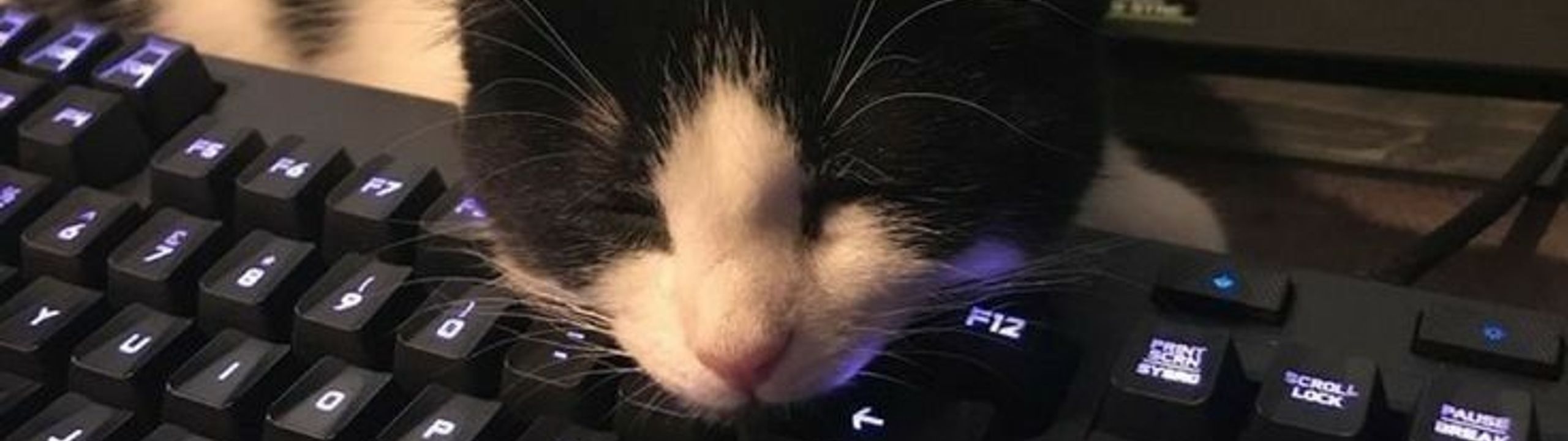 Profile Banner