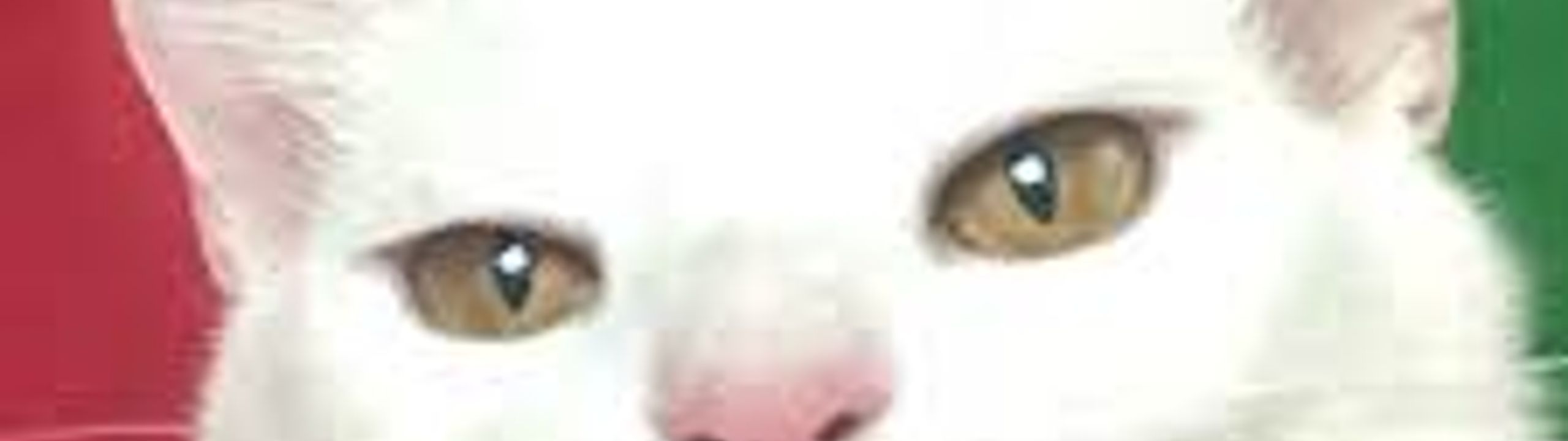Profile Banner