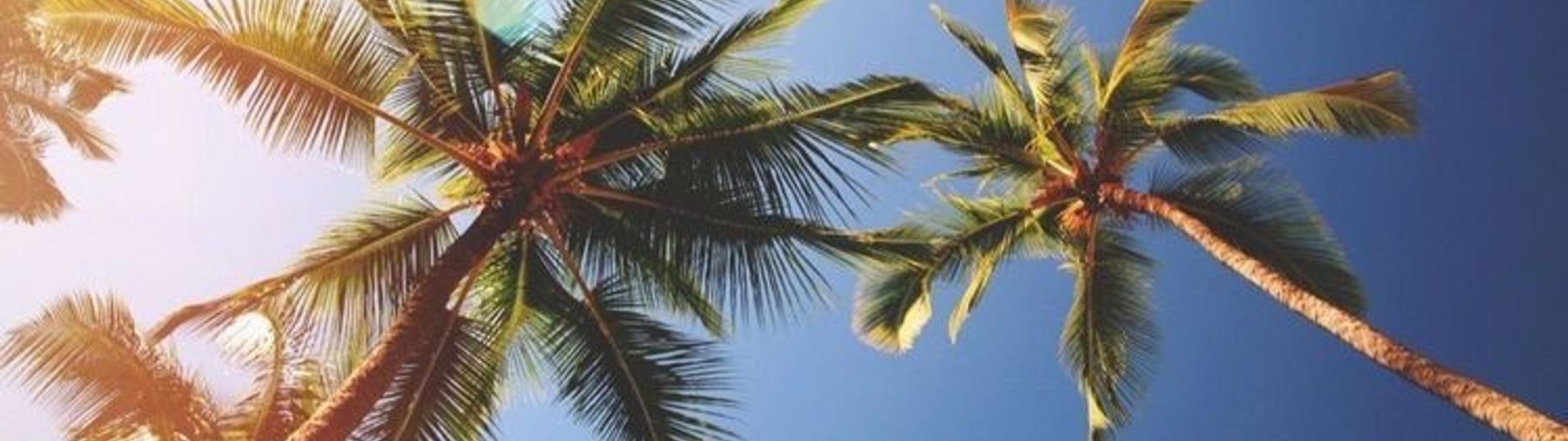 Profile Banner