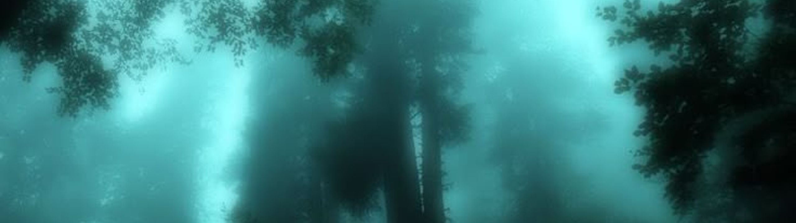 Profile Banner