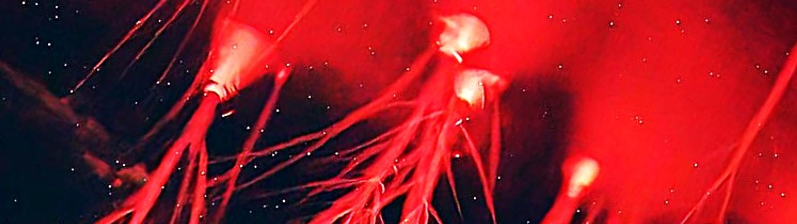 Profile Banner
