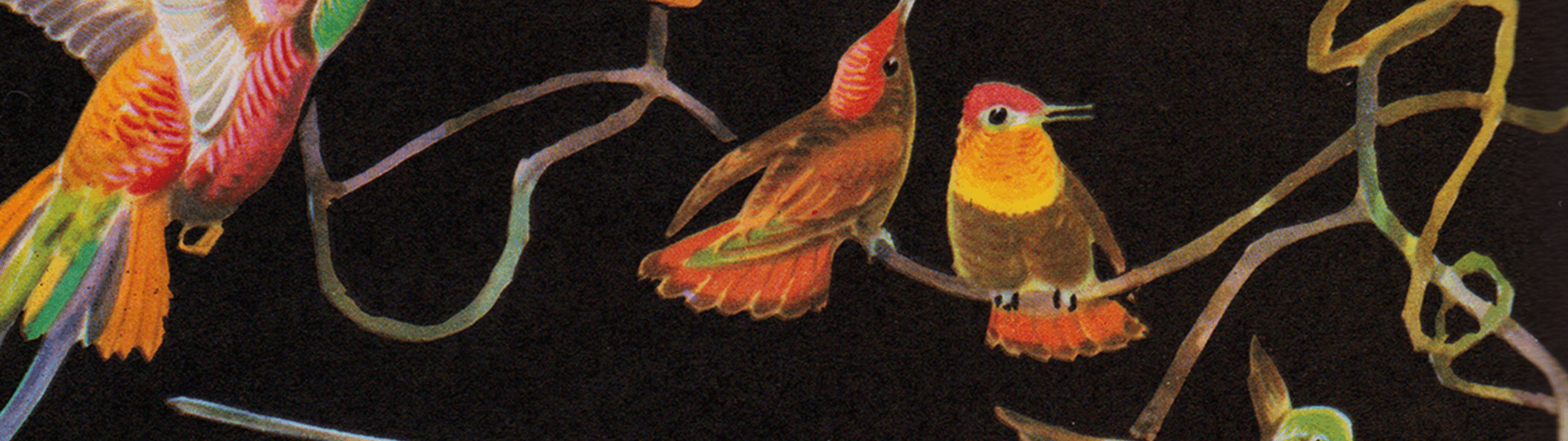 Profile Banner