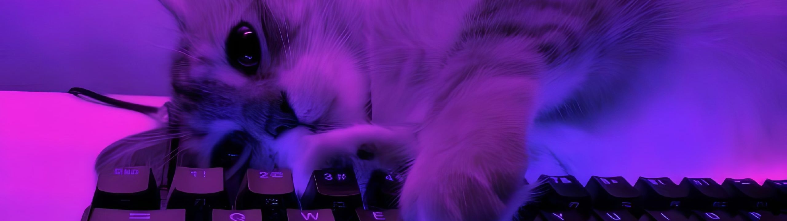 Profile Banner