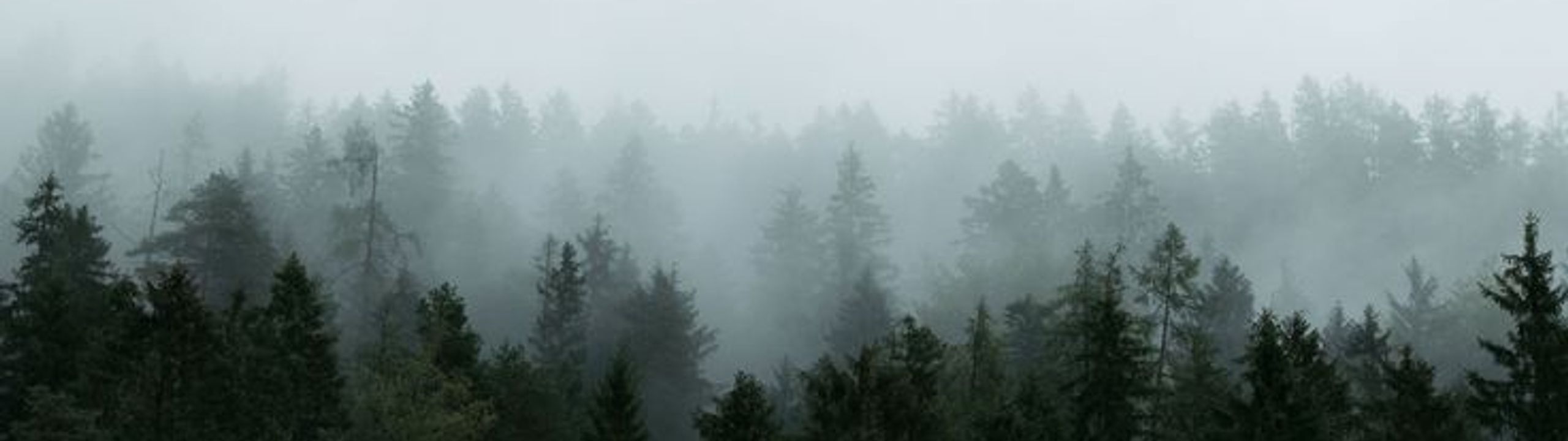Profile Banner