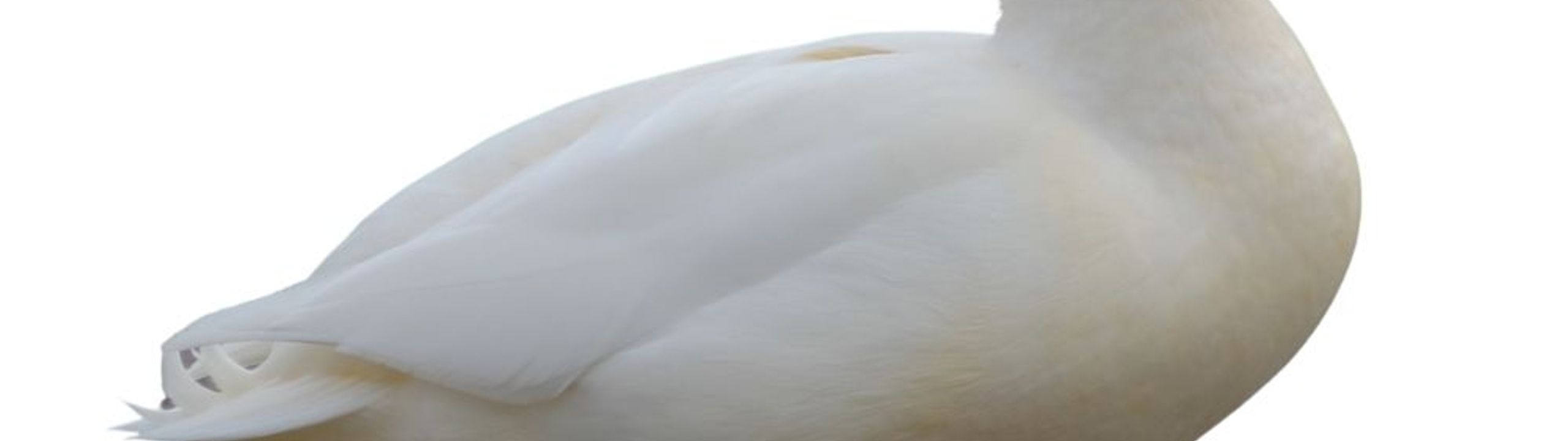 Profile Banner