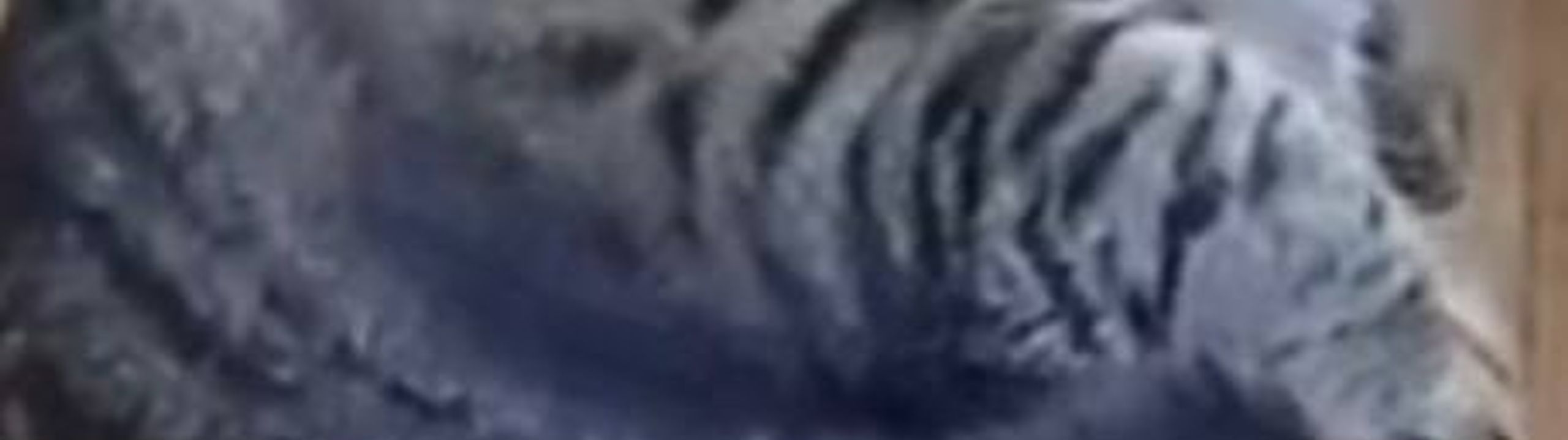 Profile Banner