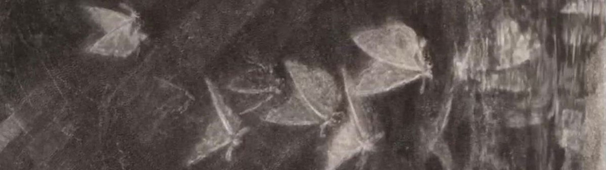 Profile Banner
