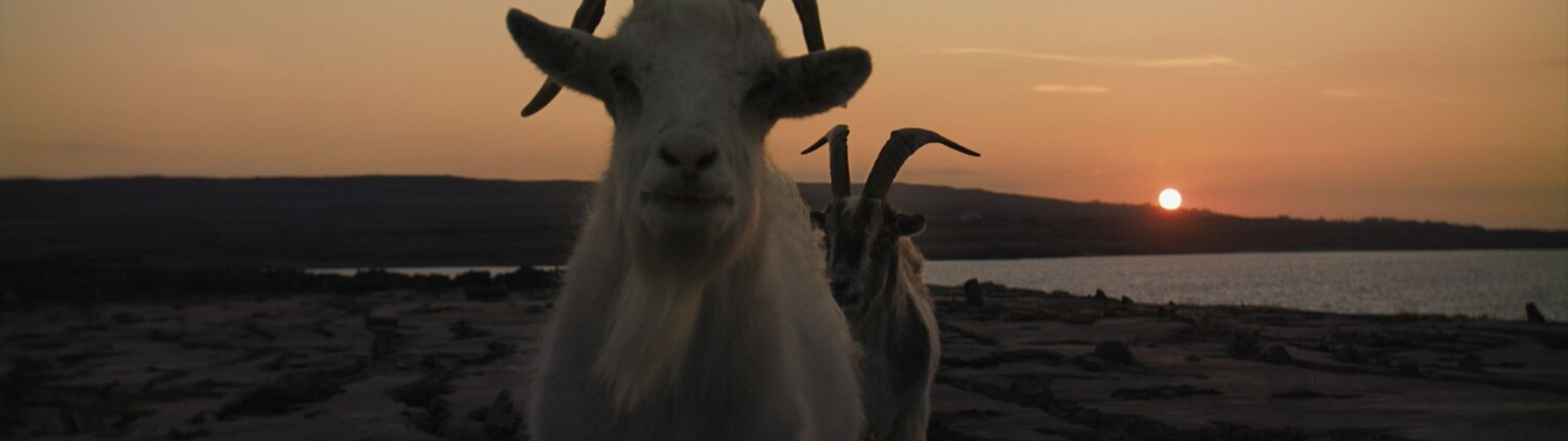 Profile Banner