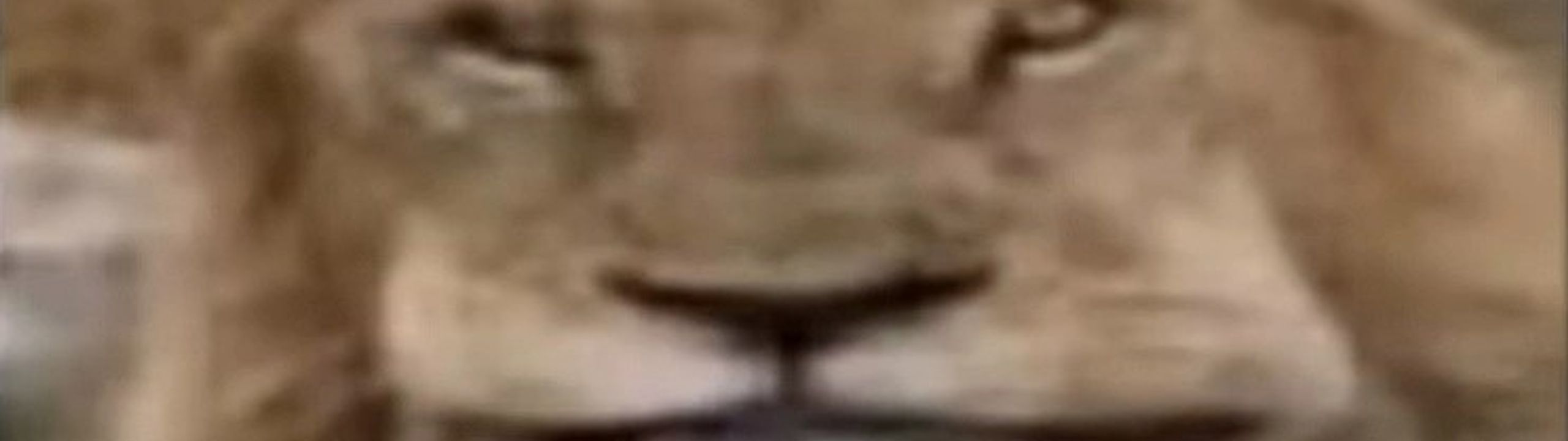 Profile Banner