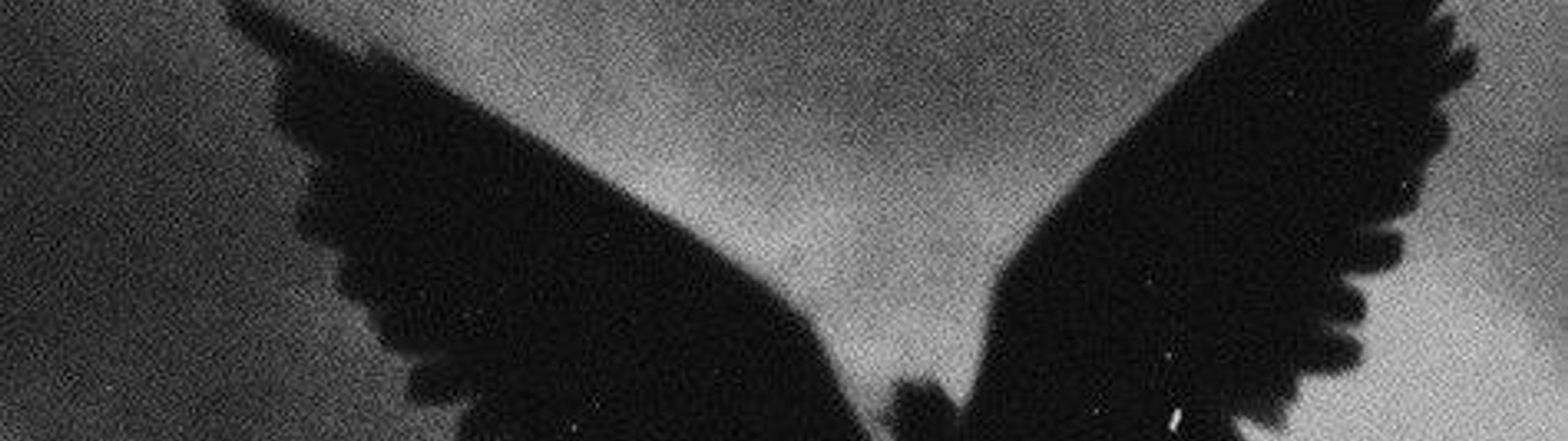 Profile Banner