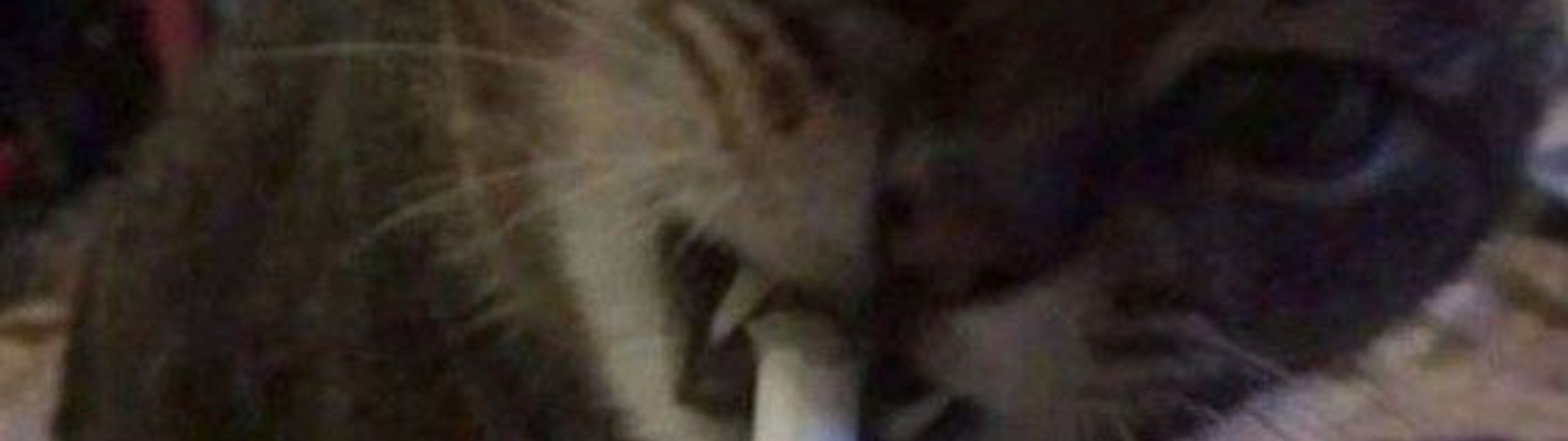 Profile Banner