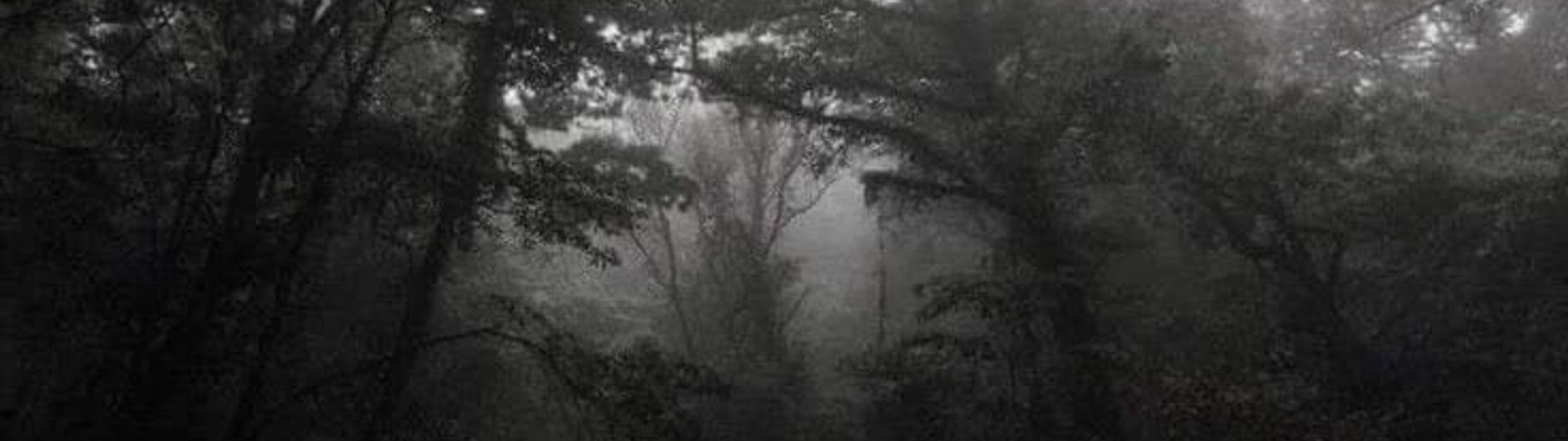 Profile Banner