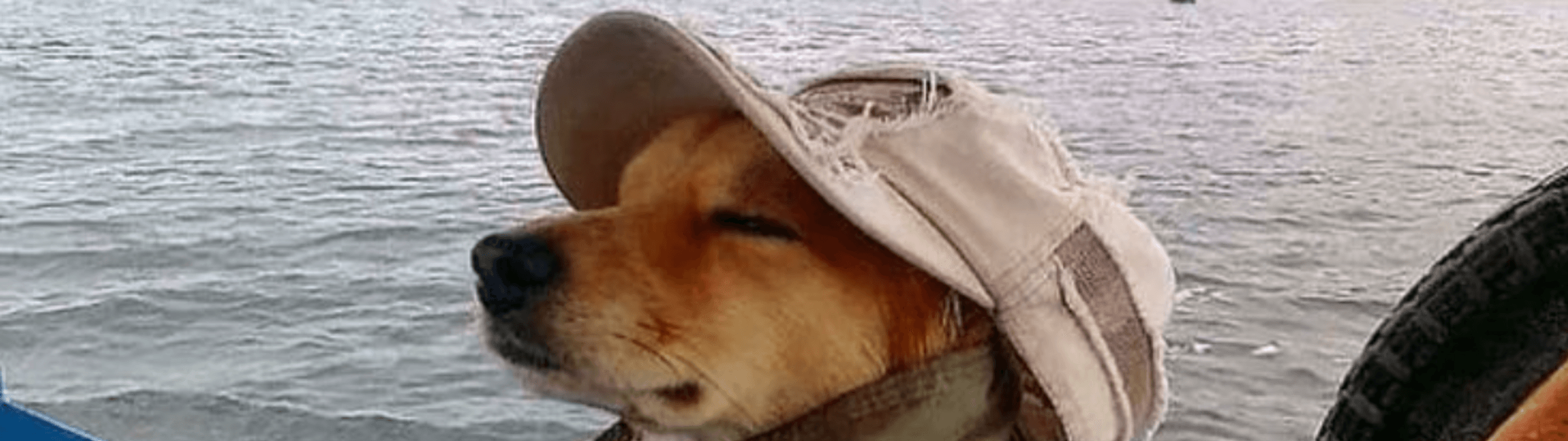 Profile Banner