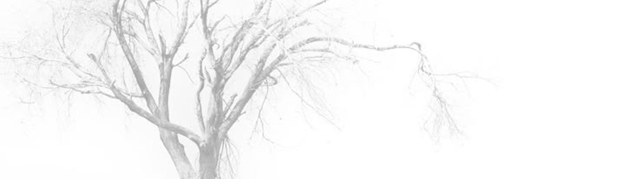 Profile Banner
