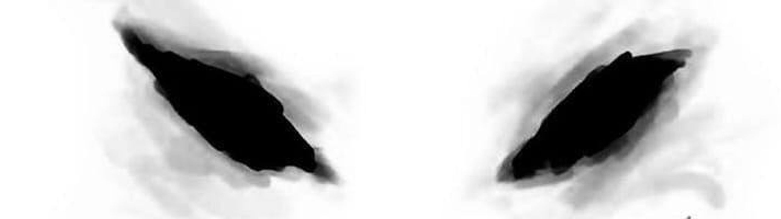 Profile Banner
