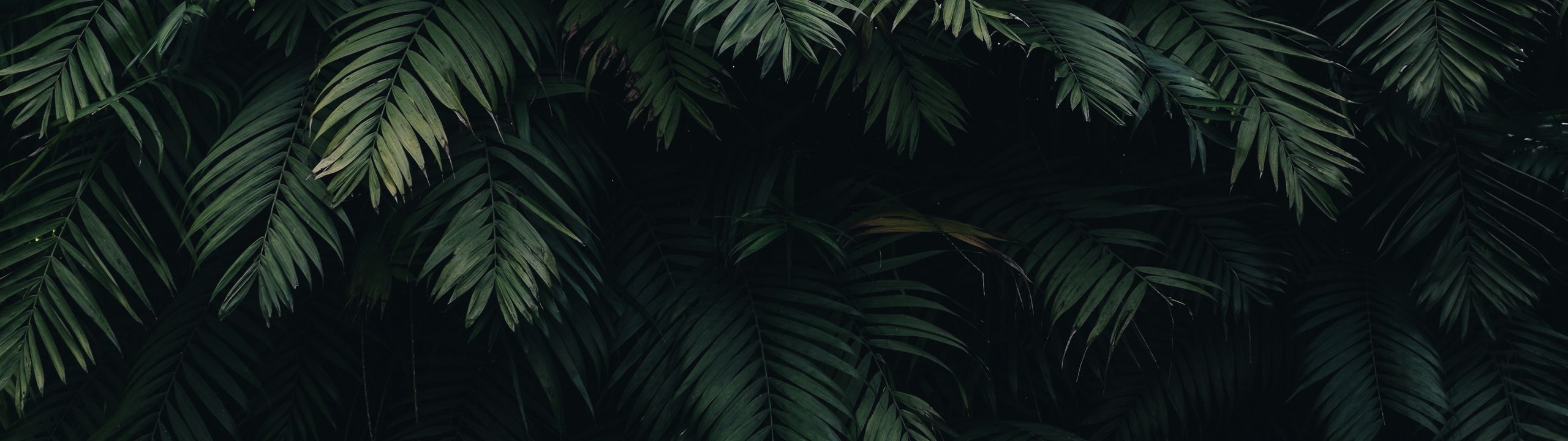 Profile Banner