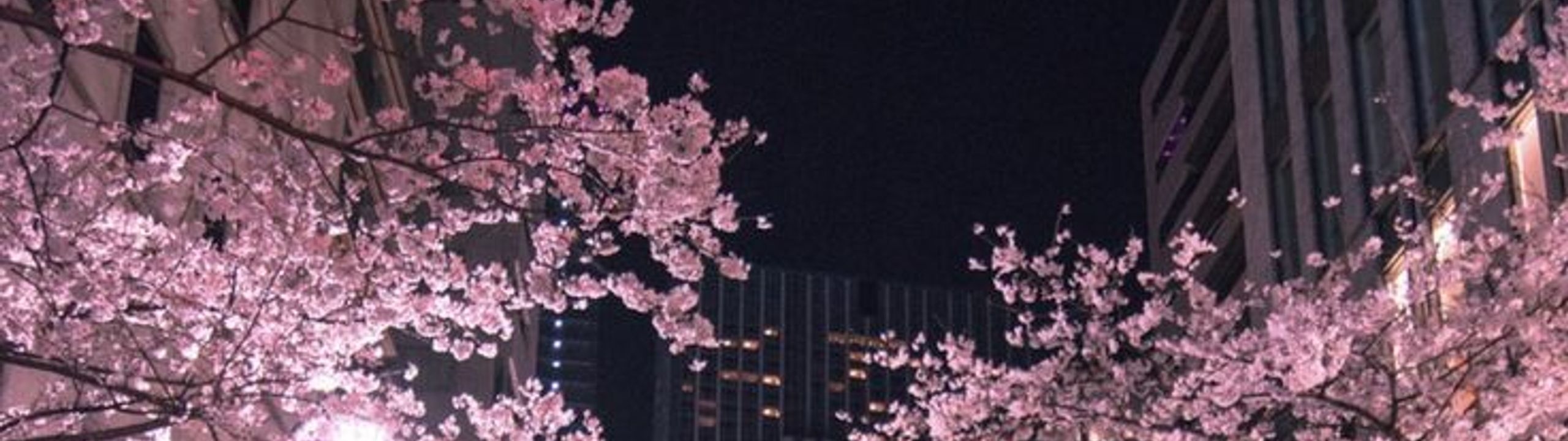 Profile Banner