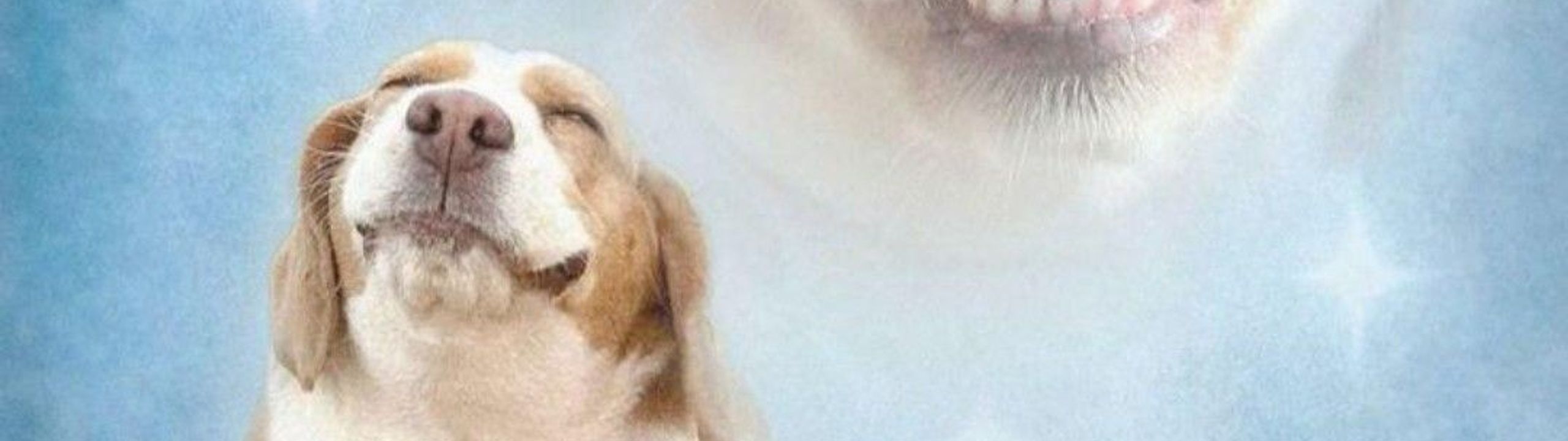 Profile Banner