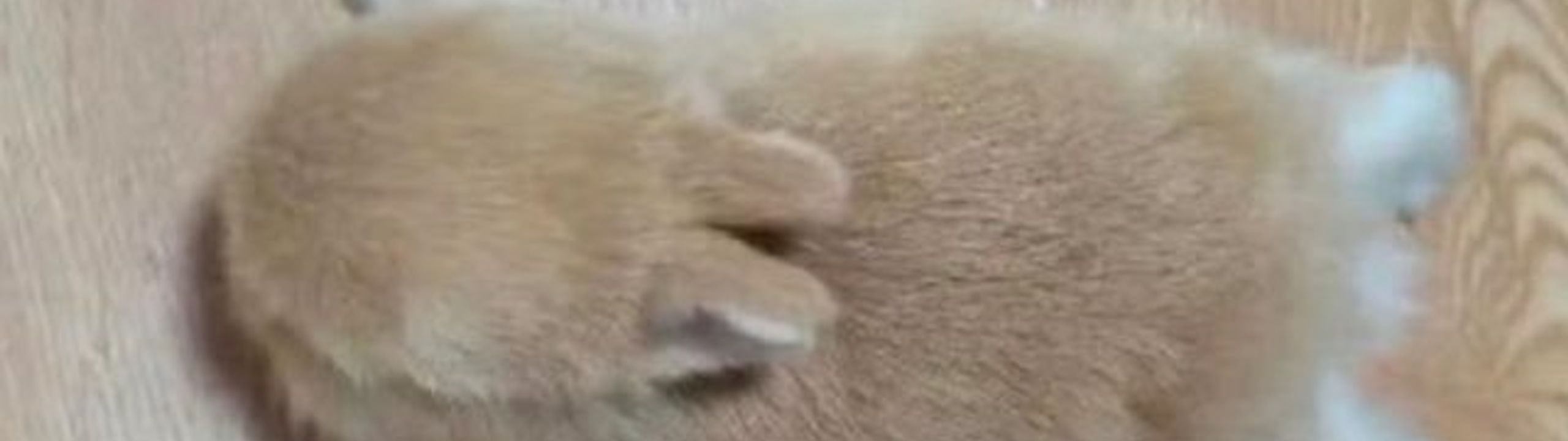 Profile Banner