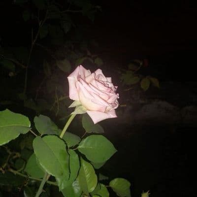 Product cover